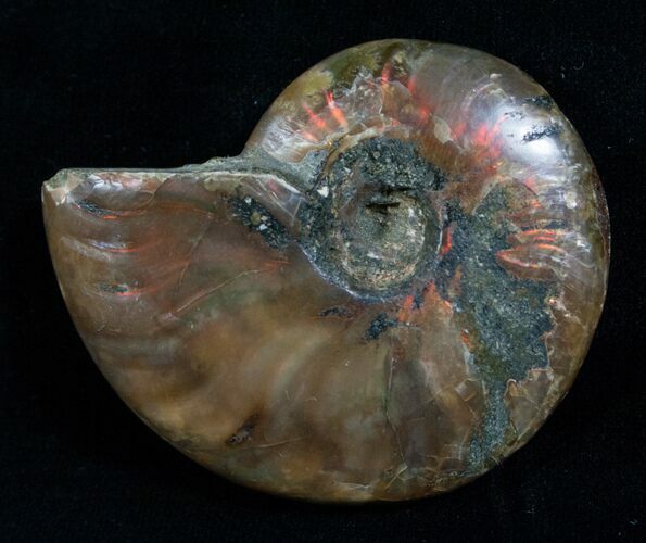 Red Iridescent Ammonite #5143
